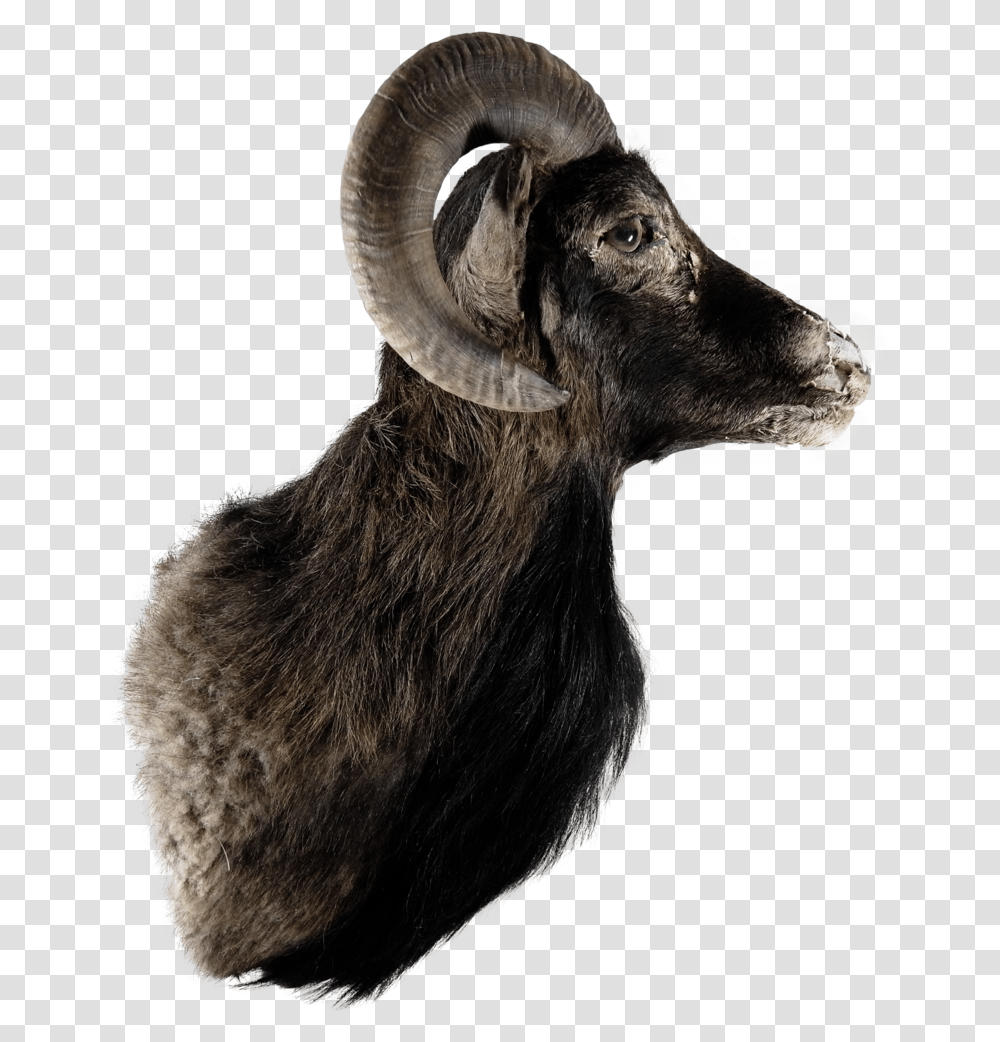 Argali, Mammal, Animal, Goat, Mountain Goat Transparent Png