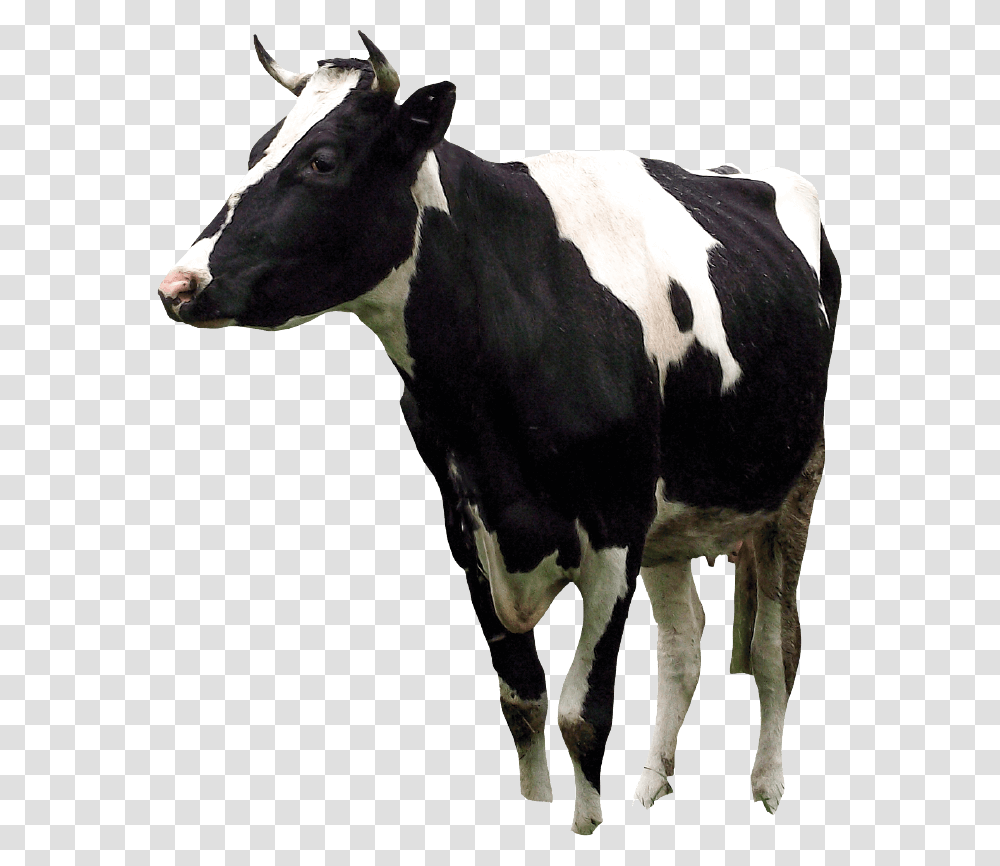 Argentinian Cows Dairy Cow, Cattle, Mammal, Animal Transparent Png