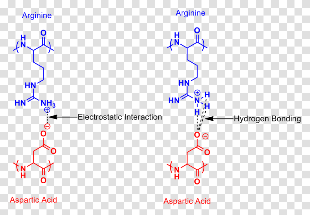 Arginine Aspartic Acid Salt Bridge Arginine And Aspartic Acid, Metropolis, City, Urban, Building Transparent Png
