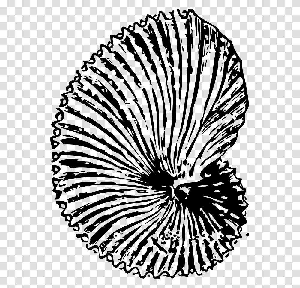 Argonaut Shell Svg Clip Arts Fossil Clipart Background, Gray, World Of Warcraft Transparent Png