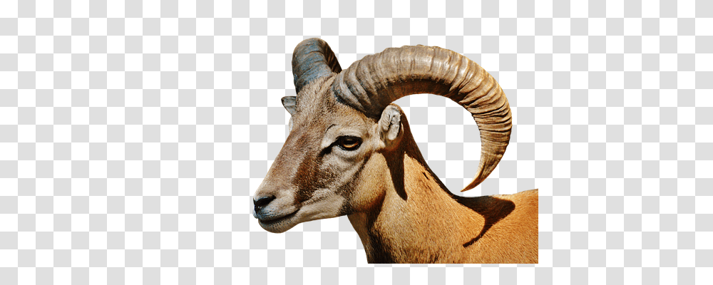 Aries Nature, Animal, Mammal, Wildlife Transparent Png