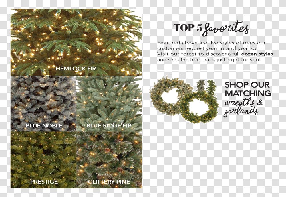 Arizona Cypress, Tree, Plant, Christmas Tree, Ornament Transparent Png