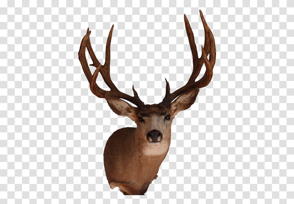 Arizona Wildlife Creations Real Deer Head, Antelope, Mammal, Animal, Elk Transparent Png