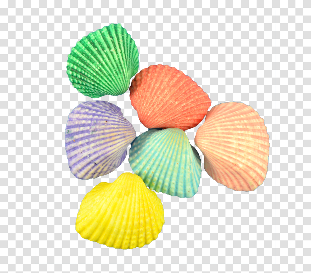 Ark Dyed Shells Paroquia Cristo Rei Ipatinga, Clam, Seashell, Invertebrate, Sea Life Transparent Png