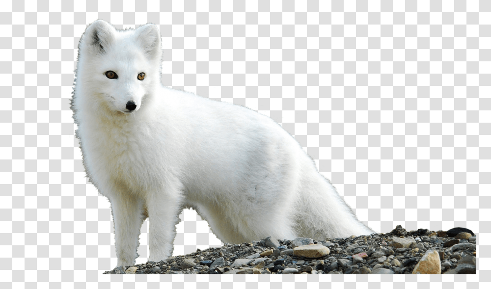 Ark Wildlife Park & Rescue Zoo Lincolnshire Arctic Fox, Mammal, Animal, Canine, Bear Transparent Png