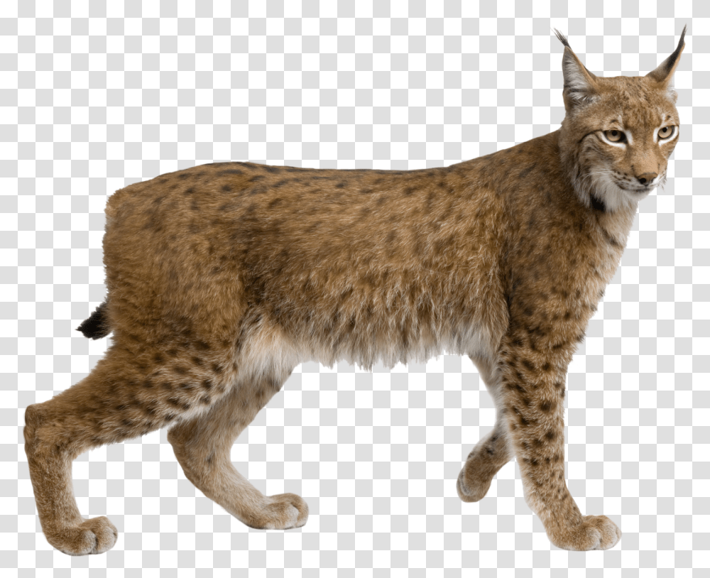 Ark Wildlife Park & Rescue Zoo Lincolnshire Lynx, Mammal, Animal, Cat, Pet Transparent Png