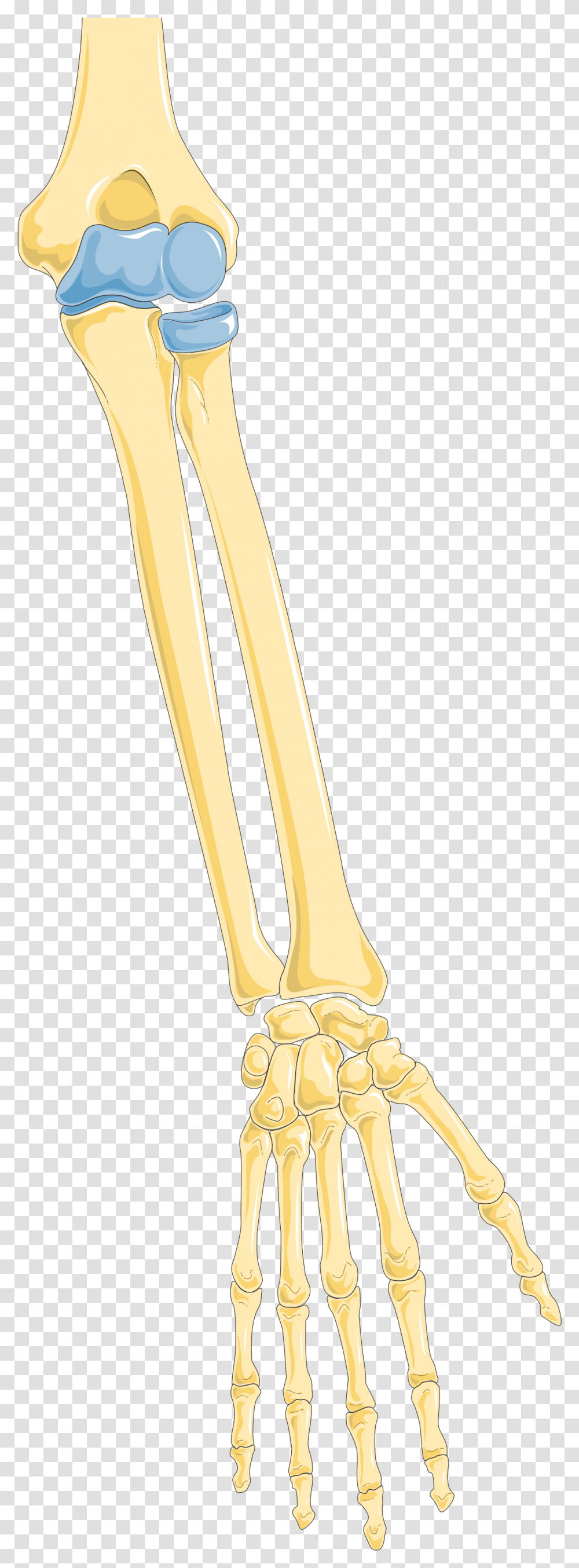 Arm 1 Smart Servier Skeleton, Food, Plant, Bow, Honey Transparent Png