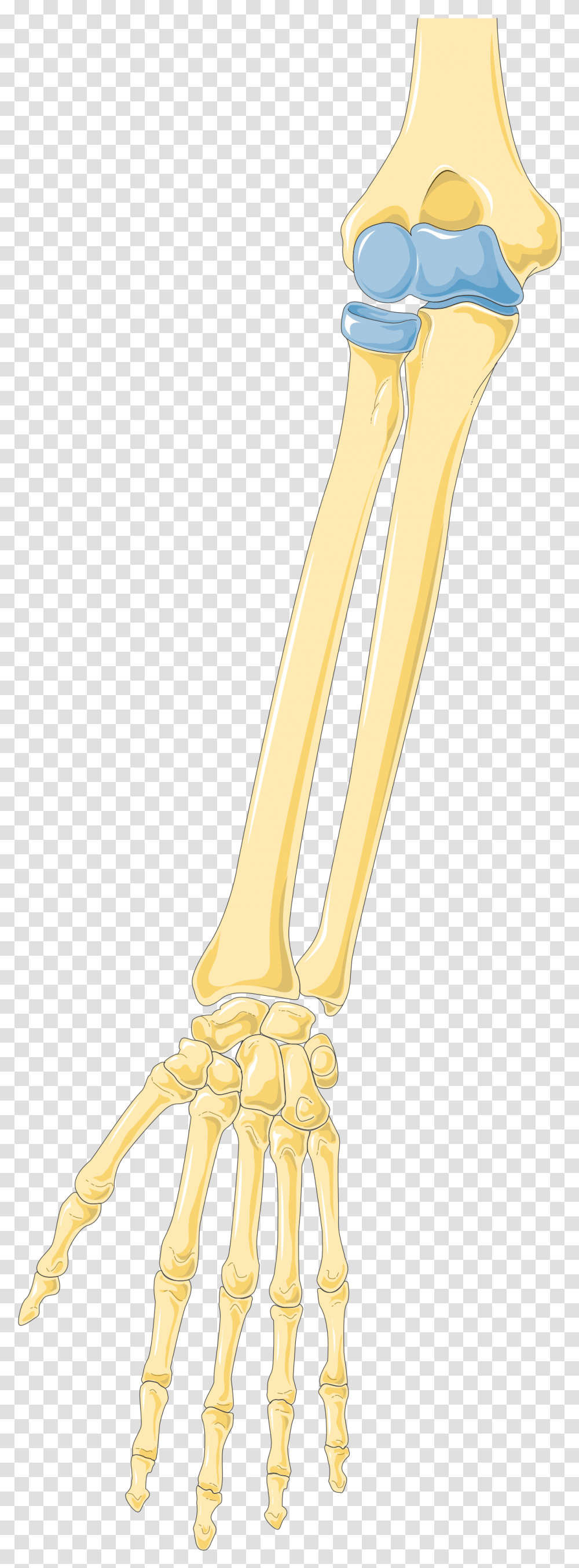 Arm 2 Long, Brass Section, Musical Instrument, Horn, Cutlery Transparent Png