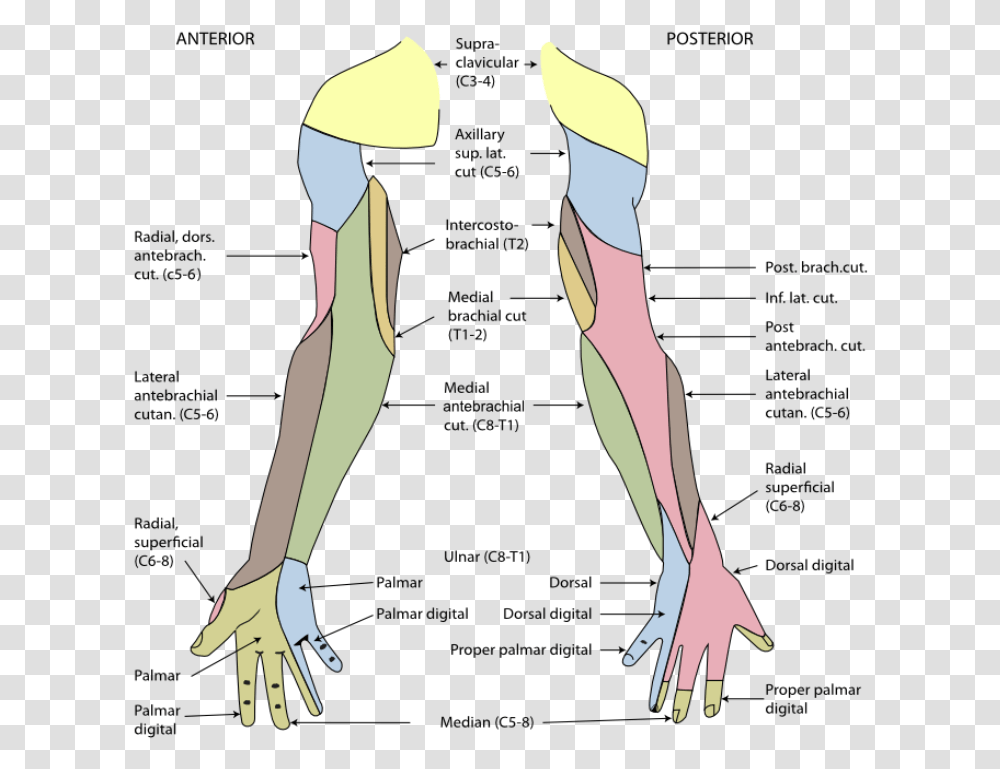 Arm Dermatome Map, Person, Human, Apparel Transparent Png