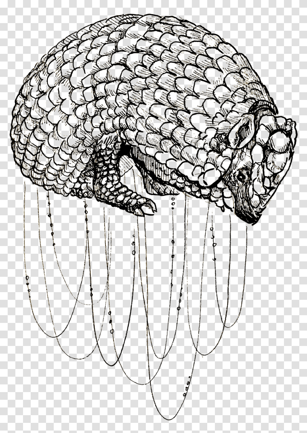 Armadillo, Outdoors, Lamp, Chandelier, Sphere Transparent Png