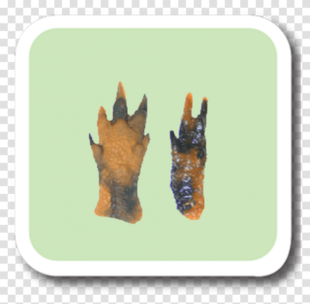 Armadillo Replitrack Red Fox, Hook, Claw Transparent Png