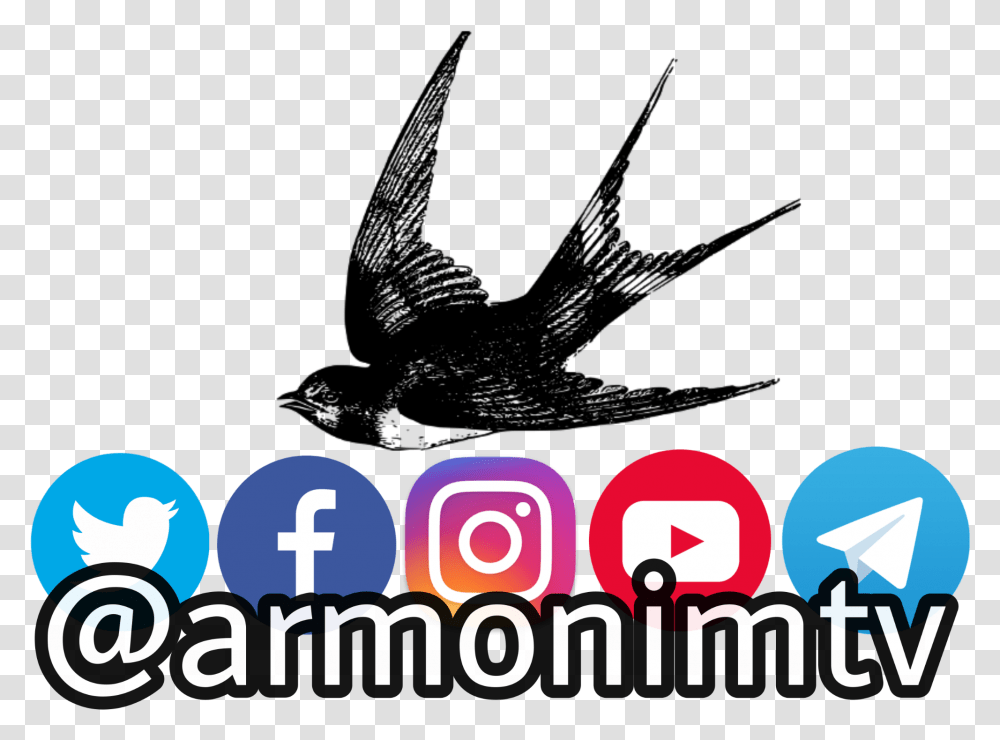Armonimtv Photography Instagram Sticker By Language, Text, Logo, Symbol, Crowd Transparent Png