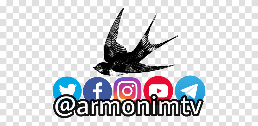 Armonimtv Photography Instagram Youtube Facebook Bird, Crowd, Logo Transparent Png