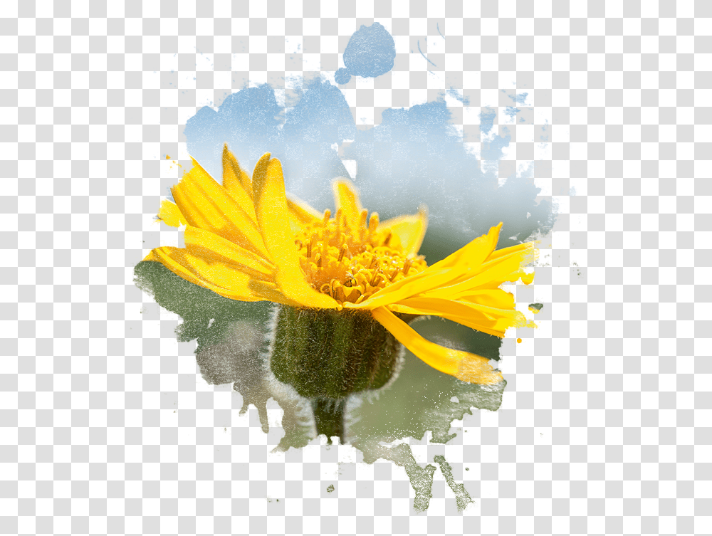 Arnica Flower In Watercolor Imagenes De Arnica, Plant, Pollen, Blossom, Daisy Transparent Png