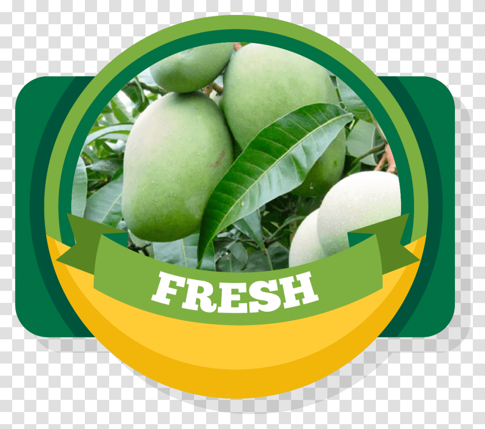Aroma Of Our Fruit Green Fresh Mango, Plant, Food, Label, Produce Transparent Png