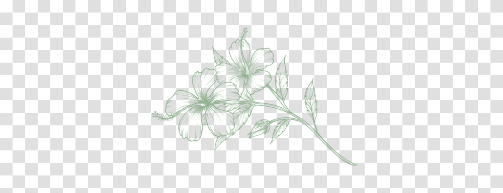 Aromatherapy - Olfactory Apothecary Buttercup, Plant, Flower, Graphics, Art Transparent Png