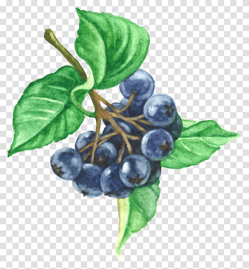 Aronia Berries, Plant, Blueberry, Fruit, Food Transparent Png
