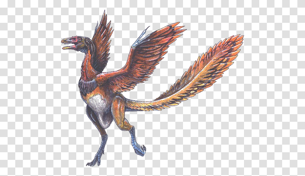 Arqueopterix Dinosaur With Wings And Feathers, Dragon, Bird, Animal, Lizard Transparent Png
