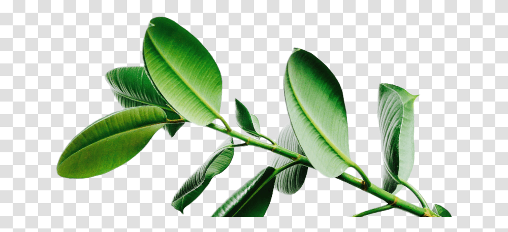 Arrowroot Family, Leaf, Plant, Veins, Green Transparent Png