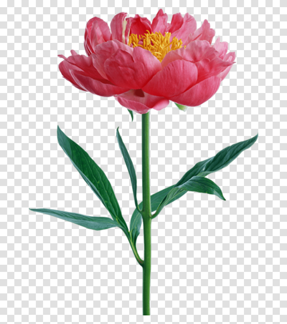 Art Flowers Peony Flower, Plant, Blossom, Carnation, Petal Transparent Png