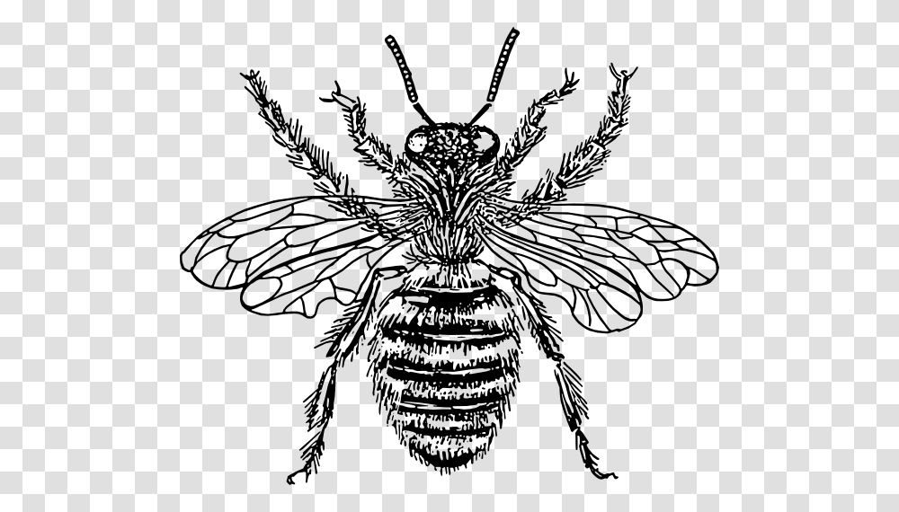 Art On Bees Bee Clip Art, Invertebrate, Animal, Apidae, Insect Transparent Png