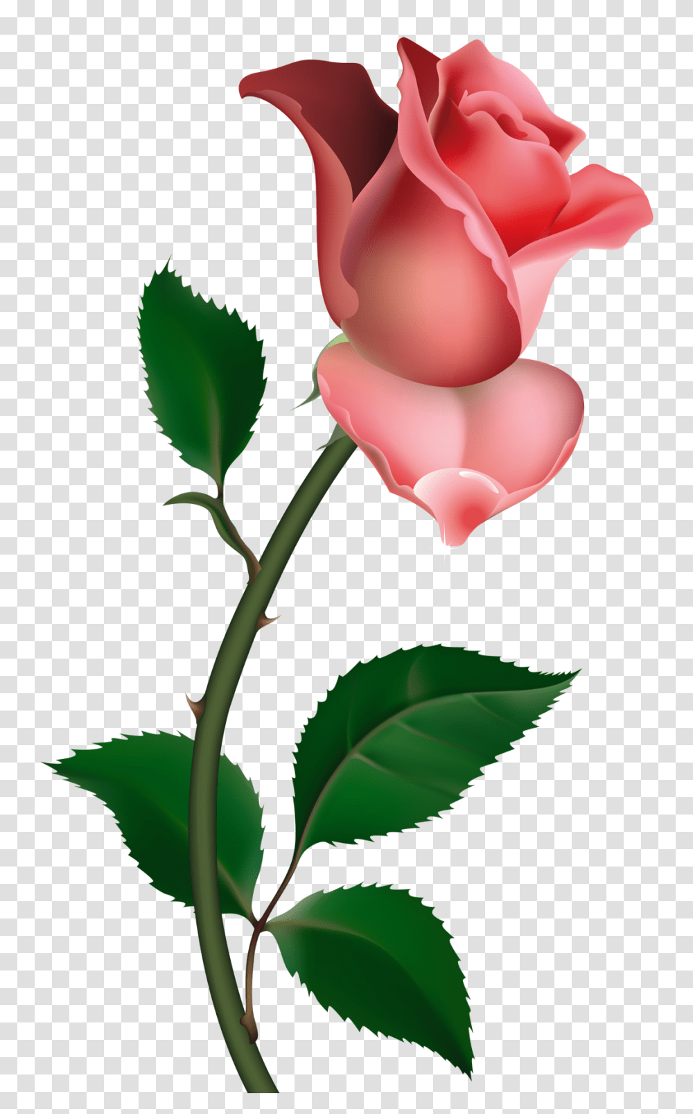 Art Pink Roses Painting, Petal, Flower, Plant, Green Transparent Png