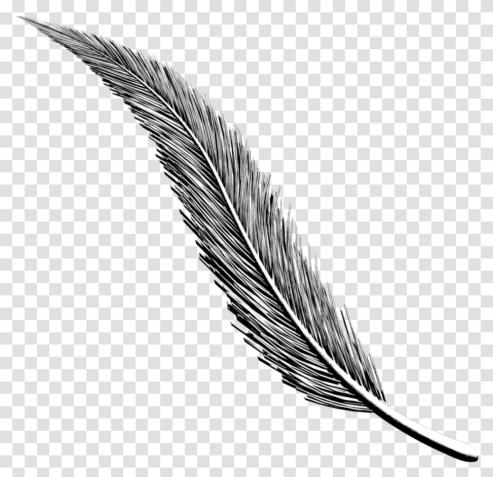 Art Project Diary Working Feather Design For Project, Plant, Flower, Blossom Transparent Png