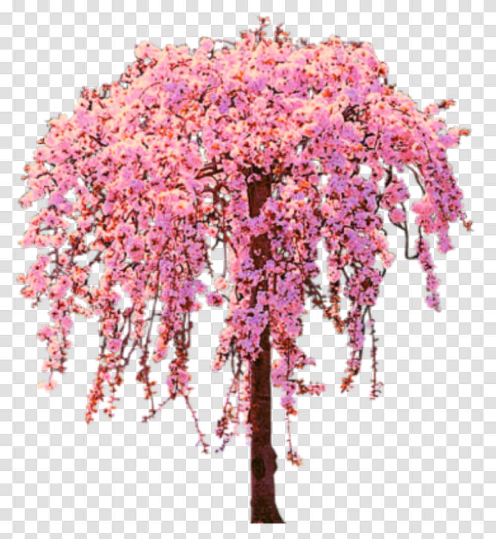 Art Tree Flowers Bloomingtree Stickers Background Cherry Blossom Tree, Plant, Petal, Panoramic, Landscape Transparent Png