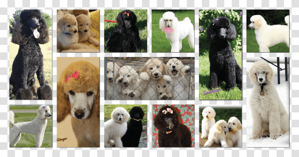 Artboard Standard Poodle, Collage, Poster, Advertisement, Dog Transparent Png