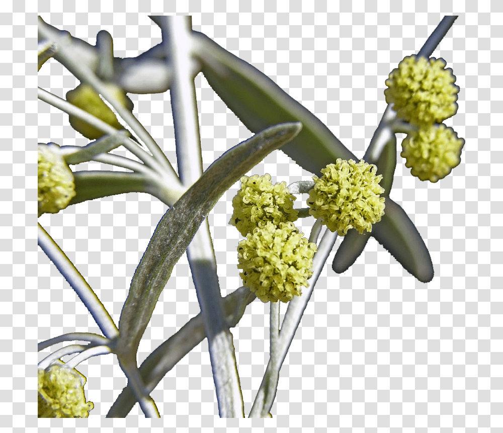 Artemisia Flowers Image File Anthurium, Plant, Pollen, Apiaceae, Blossom Transparent Png