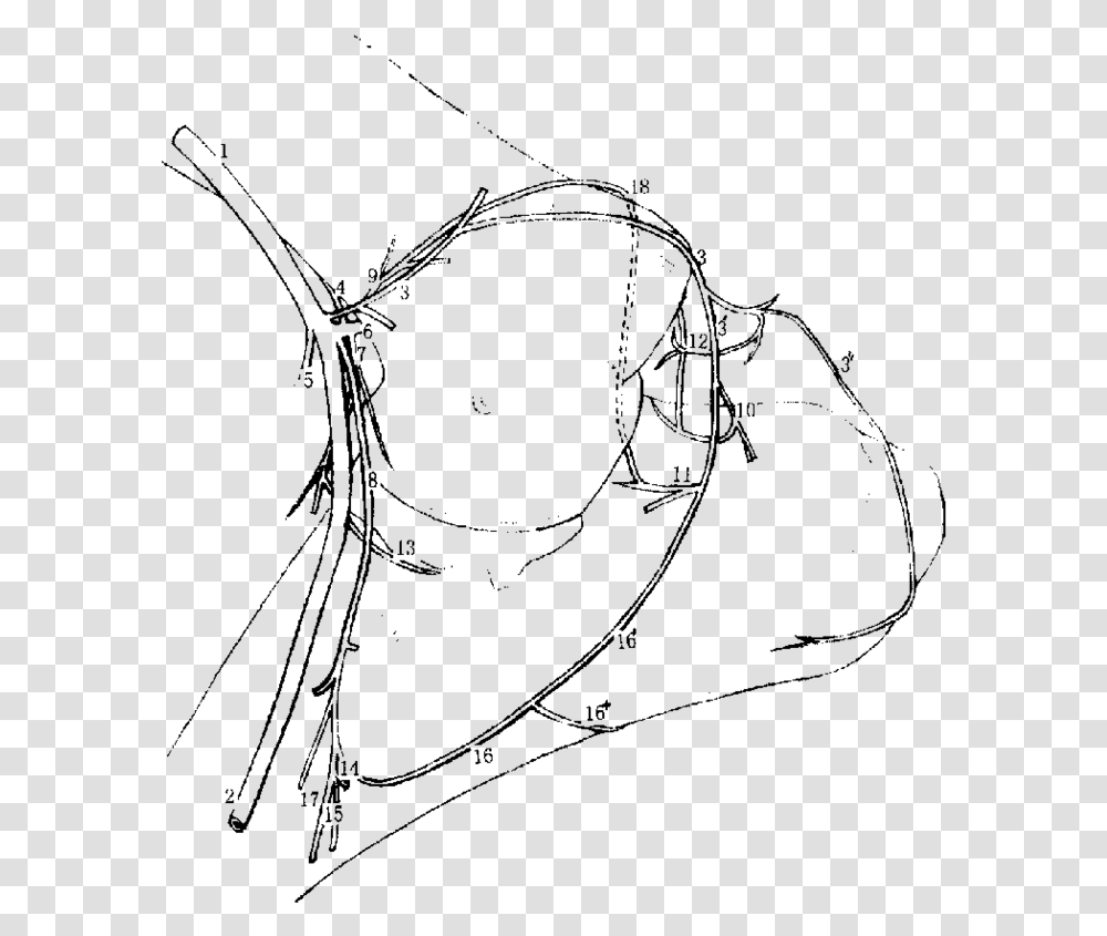 Arterial Blood Supply To The Right Cubital Joint Of Line Art, Gray, World Of Warcraft Transparent Png