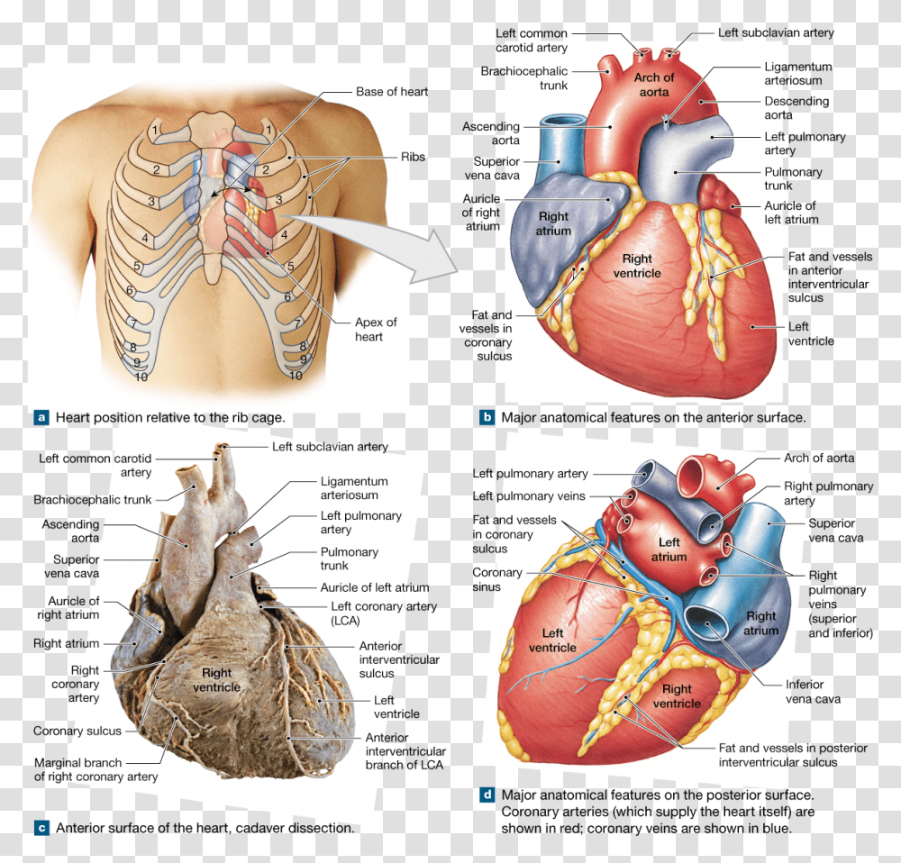 Arteries Of The Heart Cadaver, Plot, Mixer, Appliance, Diagram Transparent Png