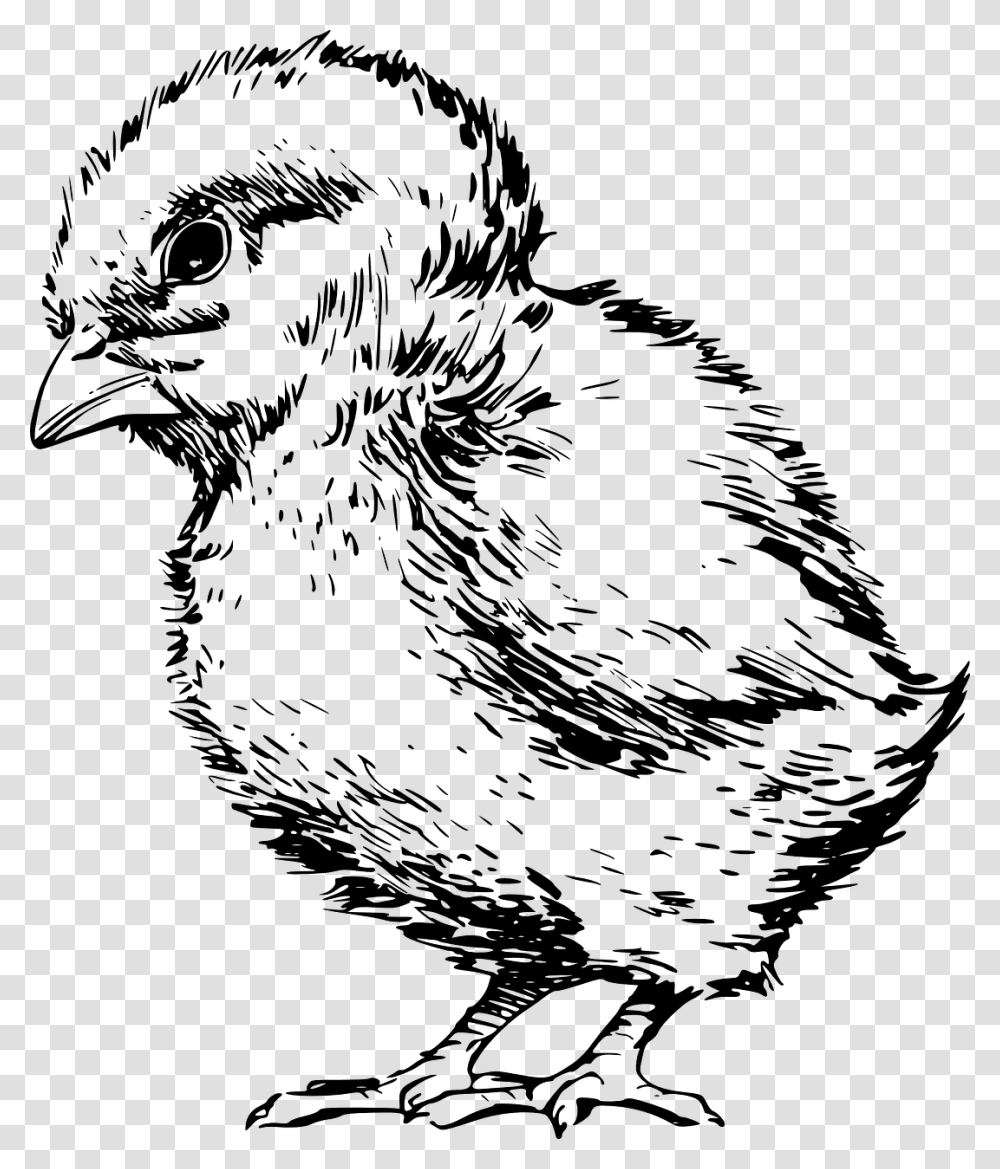 Artfowlrooster Baby Chick Clipart Black And White, Gray, World Of Warcraft Transparent Png