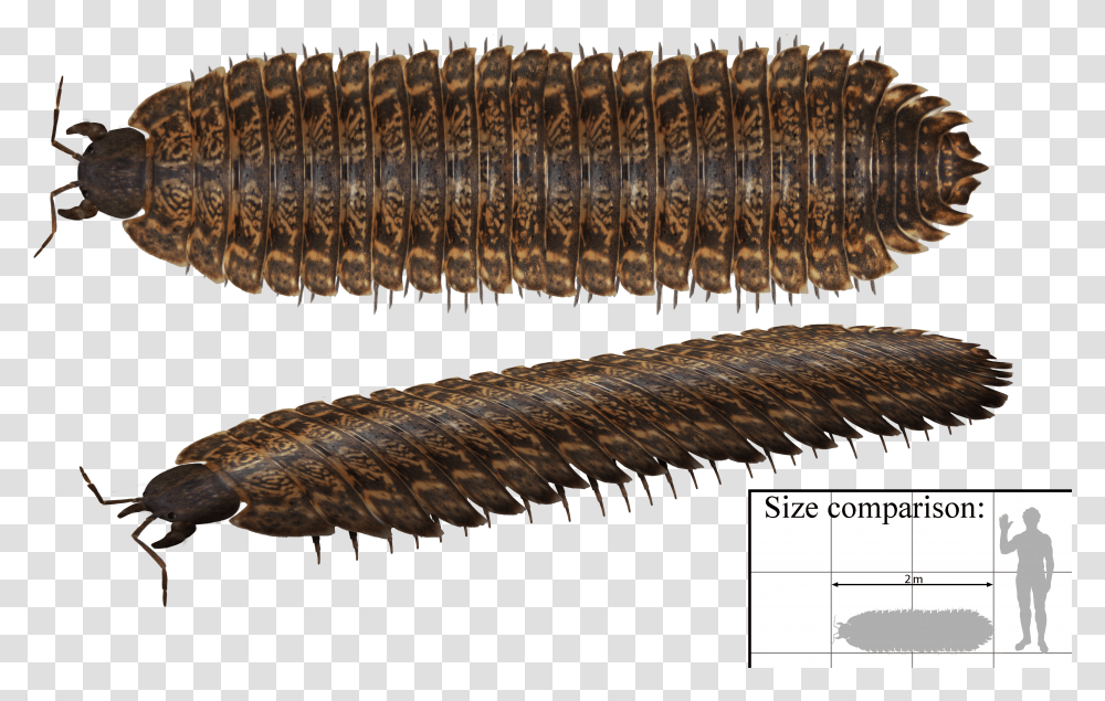 Arthropleura Centipede Transparent Png