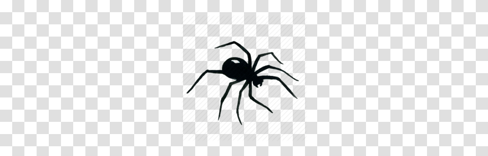 Arthropod Clipart, Spider, Invertebrate, Animal, Arachnid Transparent Png