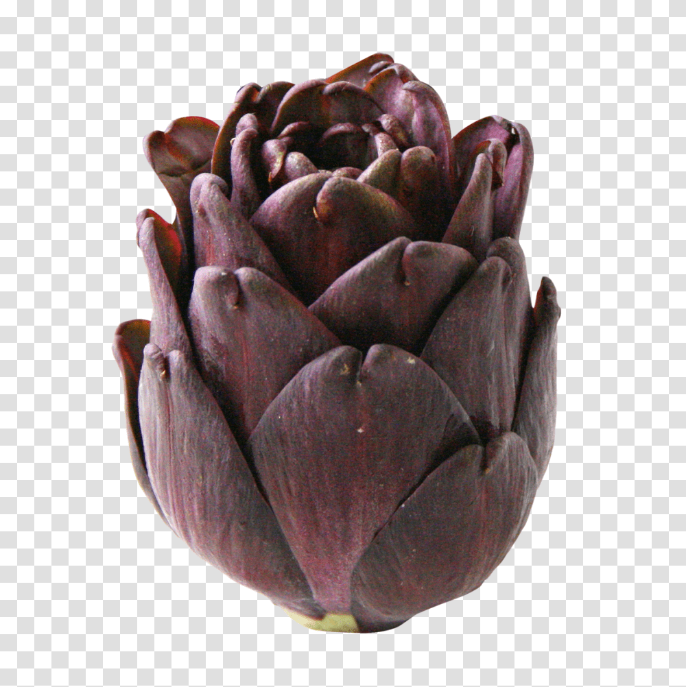 Artichoke, Vegetable, Plant, Produce, Food Transparent Png