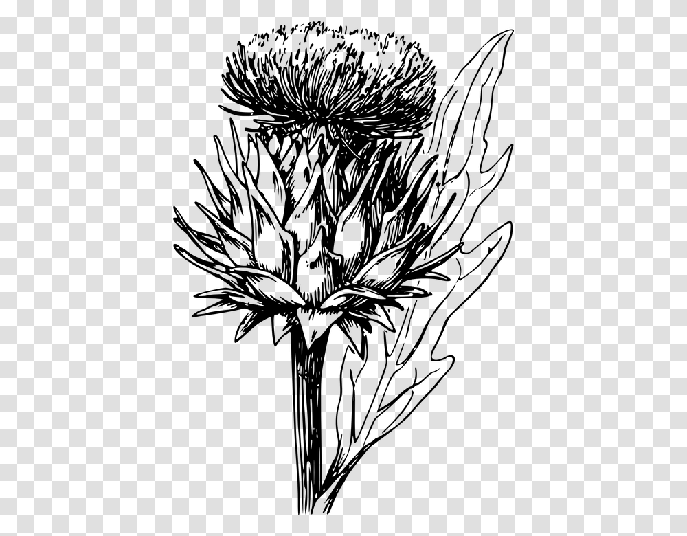 Artichoke Vegetable Thistle Artichoke Plant Artichoke Flower Drawing, Gray, World Of Warcraft Transparent Png