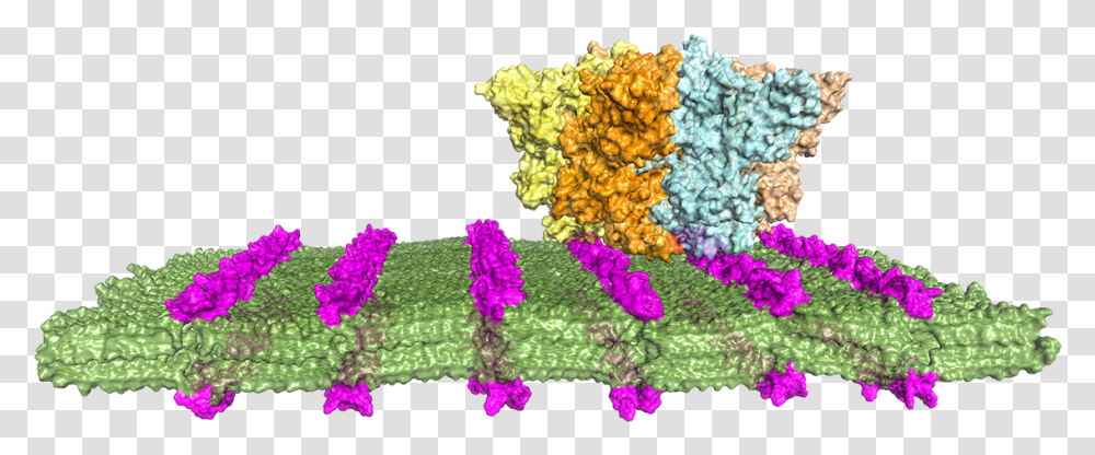 Artificial Antibodies Could Target Vertical, Plant, Sea, Outdoors, Water Transparent Png