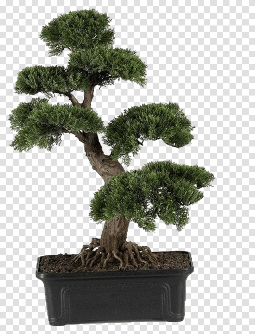 Artificial Bonsai Tree Large, Potted Plant, Vase, Jar, Pottery Transparent Png