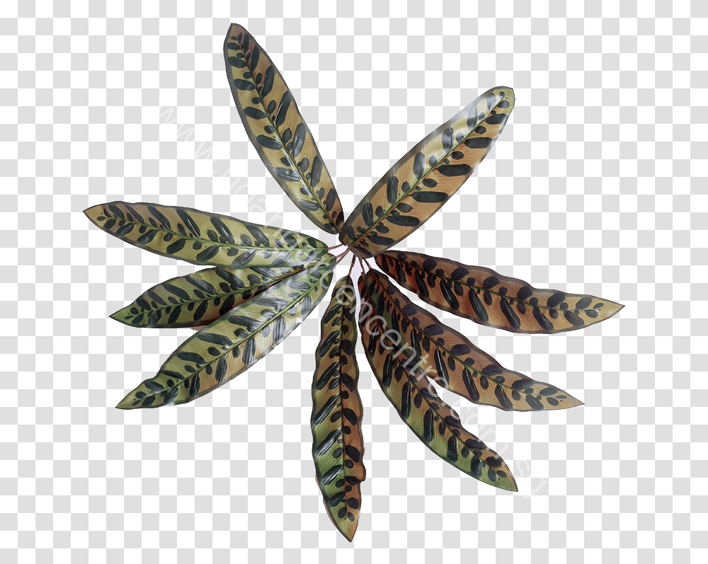 Artificial Calathea Peacock White Pine, Leaf, Plant, Tree, Vegetation Transparent Png