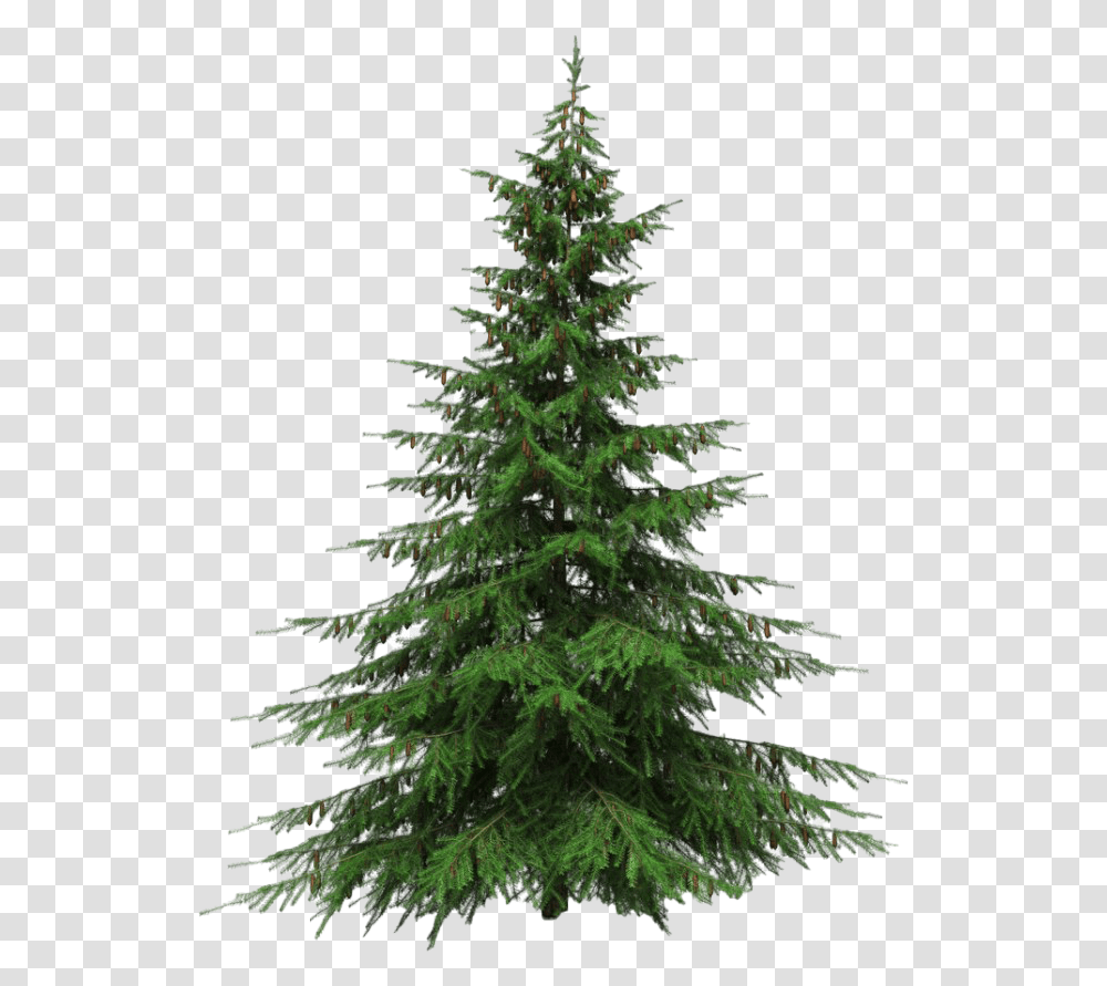 Artificial Christmas Tree Picture Real Christmas Tree Background, Ornament, Plant, Pine, Fir Transparent Png