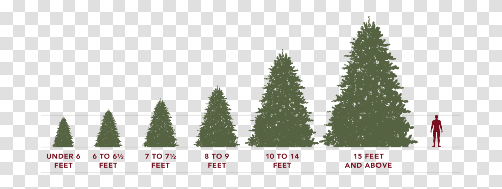 Artificial Christmas Tree Sizes Christmas Tree, Plant, Ornament, Person, Human Transparent Png