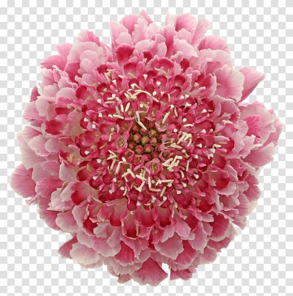 Artificial Flower, Dahlia, Plant, Blossom, Petal Transparent Png