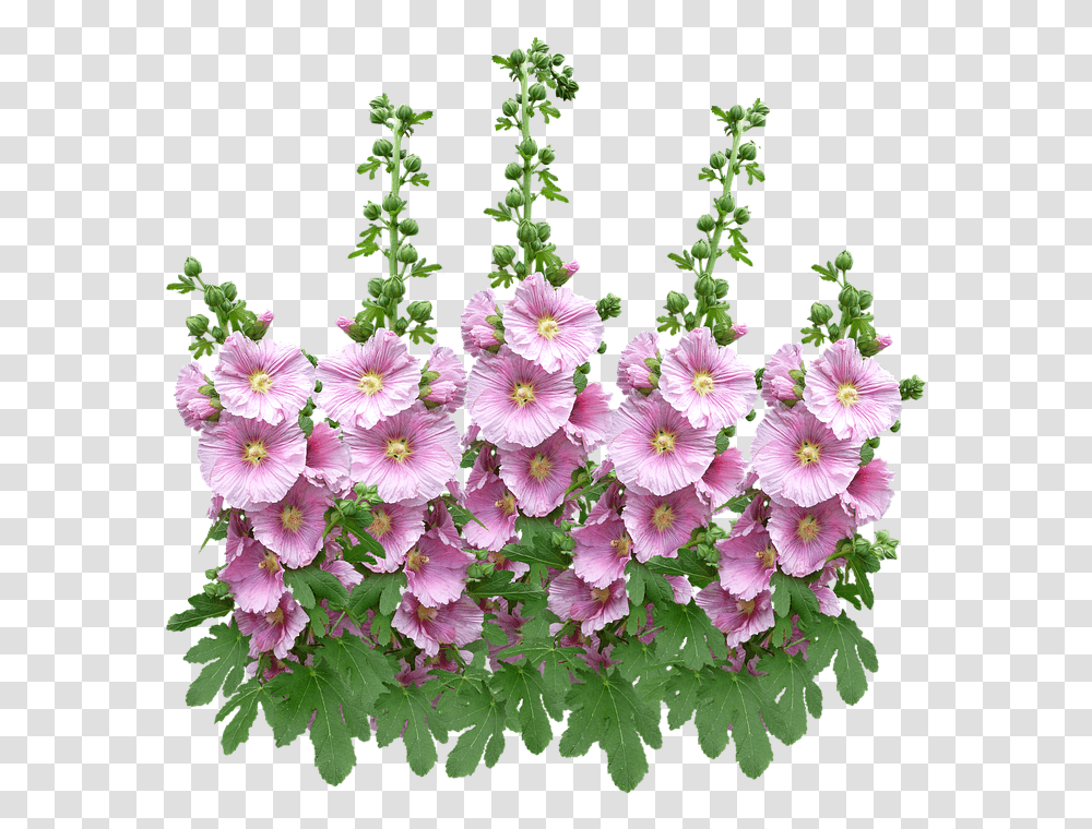 Artificial Flower, Geranium, Plant, Blossom, Hibiscus Transparent Png