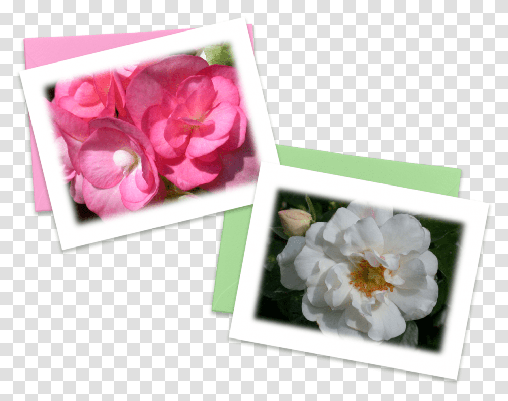 Artificial Flower, Geranium, Plant, Petal, Rose Transparent Png