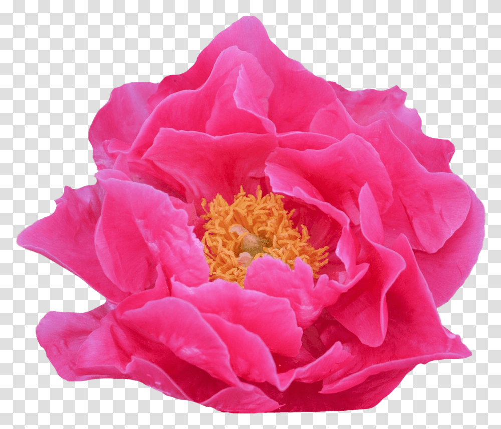 Artificial Flower, Peony, Plant, Blossom, Rose Transparent Png