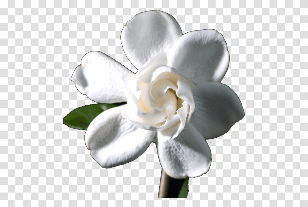 Artificial Flower, Petal, Plant, Blossom, Rose Transparent Png