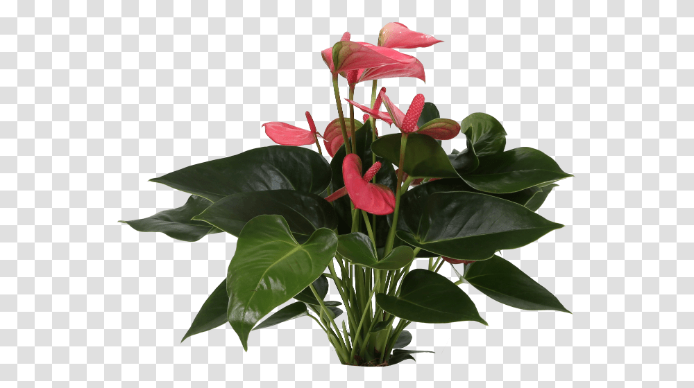 Artificial Flower, Plant, Anthurium, Blossom, Flower Arrangement Transparent Png