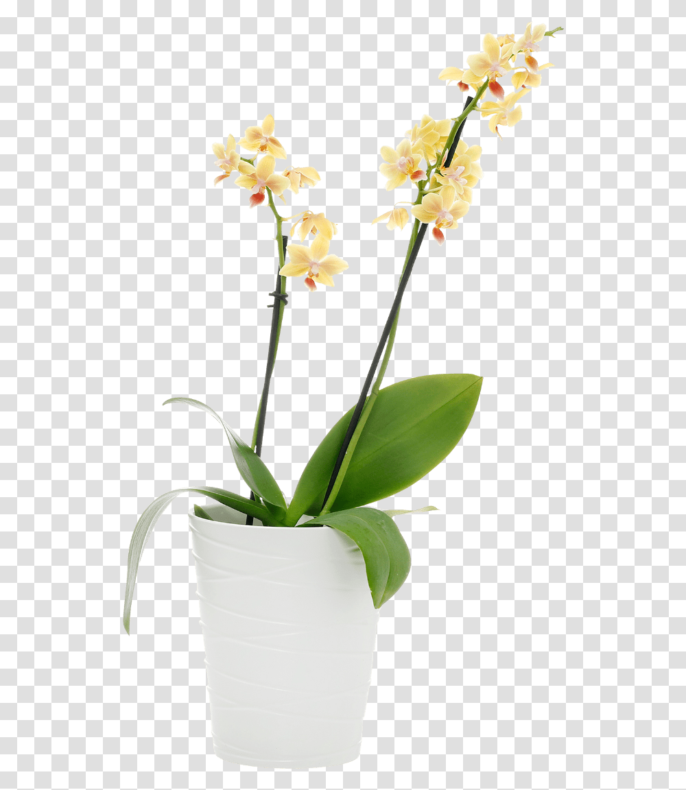 Artificial Flower, Plant, Blossom, Daffodil, Orchid Transparent Png