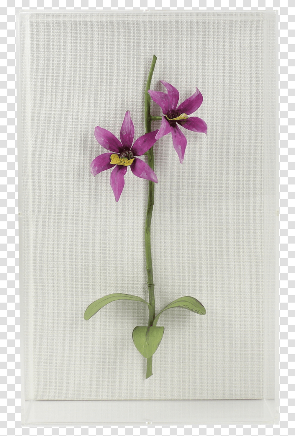 Artificial Flower, Plant, Blossom, Geranium, Amaryllis Transparent Png